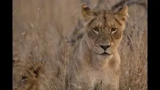 Kruger National Park 2025 -  Episode 7: Talamati Rest camp