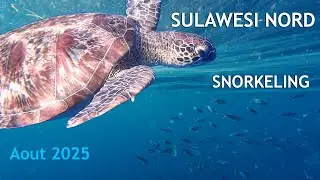 INDONESIE 2025 - SNORKELING - Sulawesi Nord