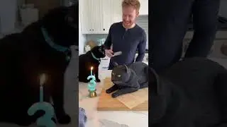 Birthday Surprise: Cat vs. Cake! 🎂🐾