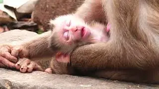 Adorable fall in nap when get full milk
