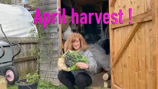 How amazing , a harvest in April !  Happy Easter !