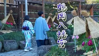 KAMAKURA【Peony】The winter-flowering peony of Tsurugaoka Hachimangu Shrine. 鶴岡八幡宮 #冬ぼたん #寒牡丹  #4K