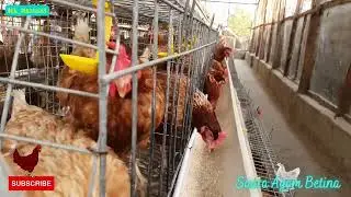 suara ayam betina | hen sound effect | chicken | ringtone | mp3