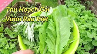 Thu Hoạch Cải Đầu Mùa | Vườn Rau Của Người Việt Ở Đức | Cuộc sống Ở Đức