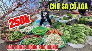 250k Một Cành Đào Rừng To Khổng Lồ- Chợ Cổ Loa Tràn Ngập Hoa Cây Cảnh Đón Tết 2026