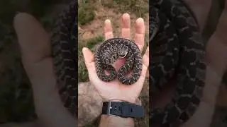 Snake#viral #shorts #ytshorts #youtubeshorts #snake #snakevideo #scary #crazy #fun #saap #snakesound