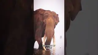 Majestic Elephant Sighting at Kabini Lake View! | Nature&rsquo;s Magic #shorts@madhan_naturevlog