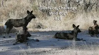 BeNice_Challenge #28 - Wild dog appreciation day.☕