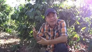 Aplicación de foliar finca la esperanza ver la composición Química