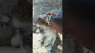 Petting A Cute Smart Baby Monkey While He Eats His Guava#fruits#monkey#baby#animals