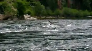 How to Safely Swim in Whitewater