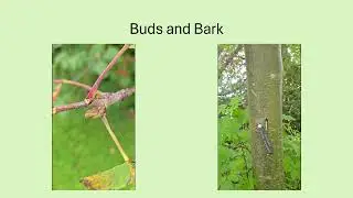 European Mountain Ash: Sorbus aucuparia