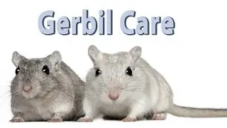 Gerbil Care - Requested