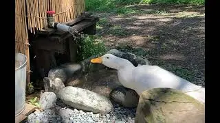 岩風呂で水浴びするあひるを見るだけ