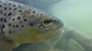 Fly Fishing Salida, CO