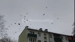 Flock of birds ravens spinning over house in the city, with sound, croak