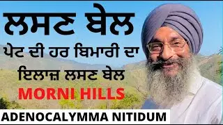 ਪੇਟ ਦੀ ਹਰ ਬਿਮਾਰੀ ਦਾ ਇਲਾਜ਼ ਲਸਣ ਬੇਲ | Lasoon Bel Adenocalymma Nitidum | Morni HIlls | Dr.Santokh Singh