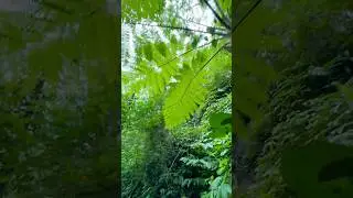 Индонезия 🇮🇩 Бали🏝️Дорога к водопаду #indonesia #bali #nature #travel #jungle #природныепейзажи