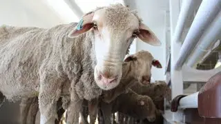 Govt phasing out sheep exports is a 'failure' to recognise animal welfare changes