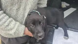 CCPAL PUP Kenai