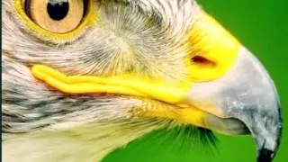 Superasis- Los Vandalos (Original Mix)