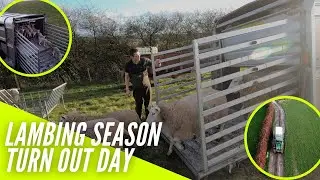 LAMBING SEASON | TURN OUT DAY