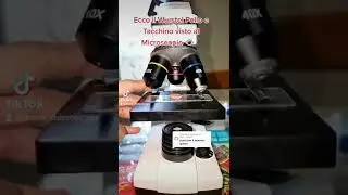 Ecco il Wurstel al Microscopio 👁🔬