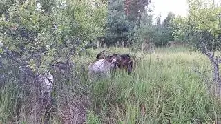 АЛЬПИЙСКАЯ порода Коз