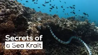 Желтогубый морской крайт &mdash; морская змея, живущая как на суше, так и в воде | @RoundglassSustain