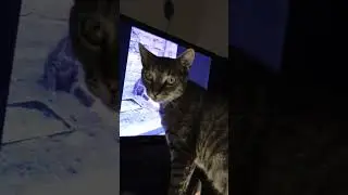 My sweet cat Lory is watching her video from the computer ❤️🤗