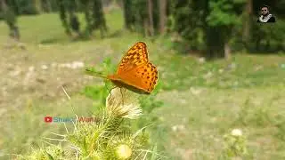 High Brown Fritillary Sucking Nectar  | Butterfly