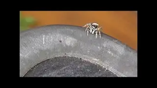 Zebraspringspinne (Salticus scenicus). Zebra spider.  Ein Video von KLAUS TAUX