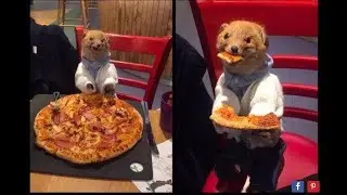 Woman Takes Stuffed Dead Fox with Her Everywhere She Goes...Jusses Baby