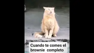 Funny videos from latin america part 1😂