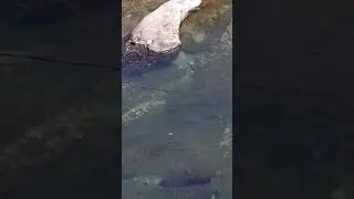んっ、何かがおかしい🤔!?竿の先に鮎いるのに 🎣なかなか釣れませんね～😅 郡上市赤池#長良川#釣り