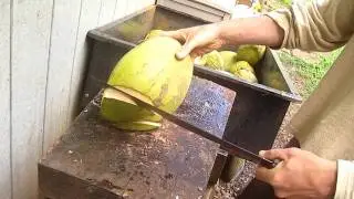how to cut open a young hawaiian coconut to drink the BEST WATER EVER!!!!
