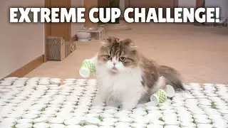Extreme Cup Challenge! Can My Cats Cross the Course? | Kittisaurus