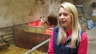 Ewe-Reka milk replacer