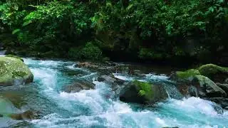 Peaceful River Flow & Forest Birds Sounds 🌿 | Deep Relaxation and Sleep Ambience