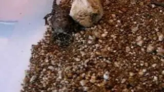 Koopa eats
