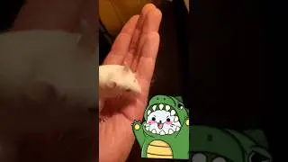 🦖#mouse #viral #rodent #animals #funny