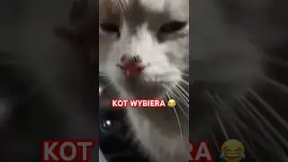 KOCIUS WYBIERA 😂😂😂 #graoplon #shorst #funnymoments #viral