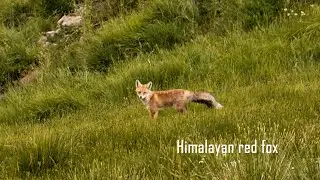 I saw an Himalayan Red Fox in Spiti Valley