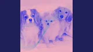 Subdued Moods for Comfy Hounds