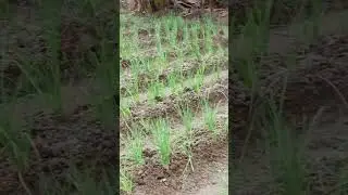 Let's save agriculture #agriculture #naturalfarming #nature #vegetables #village #farming #farmer...