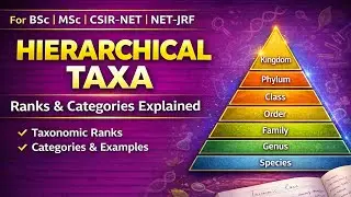 Hierarchical Taxa Explained | Taxonomic Categories, Ranks & Taxa in Systematics