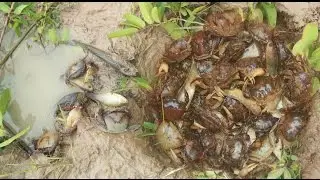 Amazing Children Catch Crabs - How To Catch Crabs Using Deep Hole In Cambodia