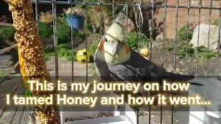 &deg;&bull;~Honey and his owner's journey on how he became inseparable with me~&bull;&deg;