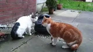 Cats talking to each other