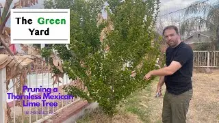 Pruning a Thornless Mexican Lime Tree in Phoenix!